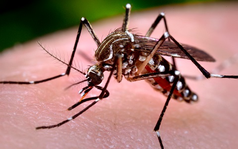 En la capacidad vectorial de los mosquitos influyen las bacterias presentes en su medio de crÃ­a